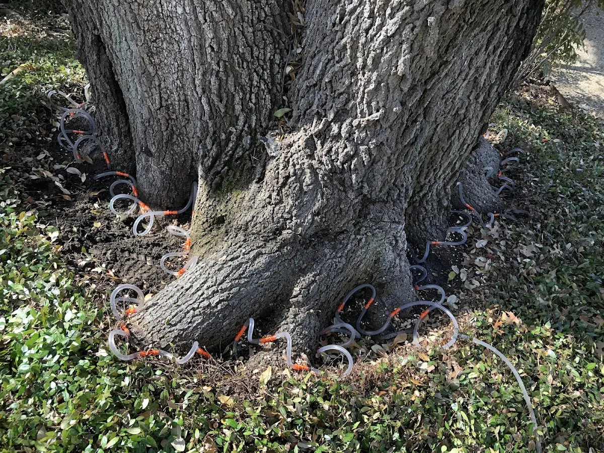 Detailed Tree Cabling and Bracing job site in Bivalve